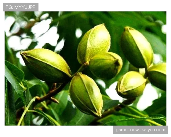 商务部出手规范进口碧根果市场秩序,碧根果是进口的吗